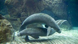 ACQUARIO di GENOVA in HD - VASCA DEI LAMANTINI - 3.8.2015