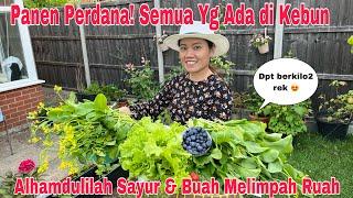 Panen Perdana Semua Yg ada Di kebun! Alhamdulilah Sayur & Buah Melimpah Ruah