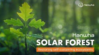 Biodiversity in action: Hanwha's 11th Solar Forest