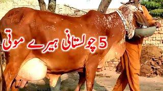 Pure Cholistani Breeding Cow Near Luden Cow Mandi || Global Village Farming