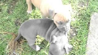 TP003557144  American Staffordshire Terrier Pups