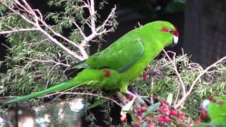 Kakariki,New Zealand Red Crowned Parakeet,Canon HF10