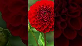 Beautiful Red Dahlia Flower #Dahlia #Beautiful #Flowers #Shorts #Garden