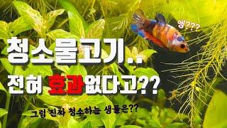 청소물고기가 어항을 더 오염시킨다는 사실 / 진짜 청소하는 생물 소개!(생이새우, 달팽이?)