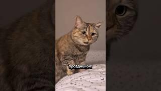 Грустный котик поздравляет с 9 мая️ День победы - он для всех! #9мая