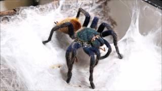 Chromatopelma cyaneopubescens feeding(Greenbottle blue)