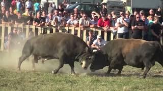 UDARNA BORBA 1 - BRIZAN (vl. Pajo) - MACAN (vl. Bajra d.o.o.) - BRESTOVSKO - KISELJAK 08.08.2021.