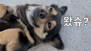 김깜순 애교에 정신 못 차리실 걸요