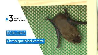 Bourges : des Chiro-Box, un nichoir intégré dans l'isolation des bâtiments pour les chauves-souris