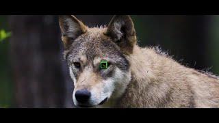 Sony Alpha | Eye Autofocus for Animals, Portraits