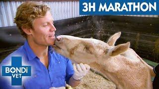 3 Hours Of The Most Emotional Bondi Vet Episodes! | Bondi Vet