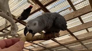 Visiting the African grey Parrot Aviary