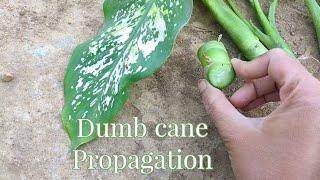 dumb cane plant propagation/multiply dumb cane/ multiply dieffenbachia/ dieffenbachia propagation