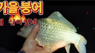 그림같은 부들 병풍 포인트에서 짬낚시에 마릿수 붕어들 #fishing #붕어낚시