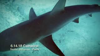 Seafari Bahamas - Cathedral - Guide Pierre