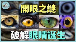 原初之眼，地球上第一隻眼睛，進化、神創還是人創？I 老鳴TV