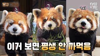 How to Distinguish Everland’s Lesser Panda Family