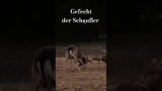 Gefecht der Schaufler - Damhirsche