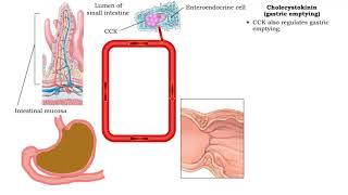 Secretin (inhibiting gastric acid secretion), Cholecystokinin (fat digestion) & Cholecystokinin