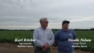 Walther Farms: Importance of Scouting and Application timing in controlling Colorado potato beetle