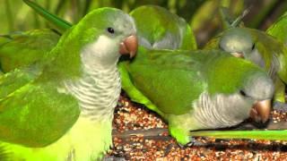 Quaker Parrots in the Everglades