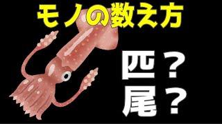 イカってどう数える？常識クイズ20問！モノの正しい数え方を知っていますか？常識力が試される脳トレクイズ