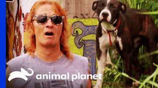 Dog Rescued From House Ravage By Hurricane Katrina | Pit Bulls & Parolees