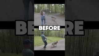 Cash Transformation | Before and After | Intelligent K9 Dog Training