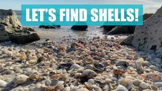 I gave away my best shell! Low tide summer shelling in Florida at Little Hickory Island Park.