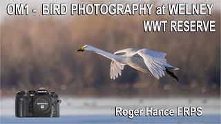 OM1 - Bird Photography at Welney Wildfowl and Wetland Trust Reserve using the 150-400mm lens