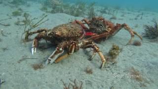 Spider crab aggregation - diving in Port Phillip Bay in 4K