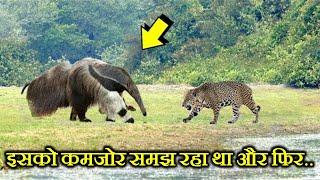 ANTEATER का हमला इतना खतरनाक क्यों होता है ? WHY ANTEATERS ATTACK IS SO DANGEROUS ?