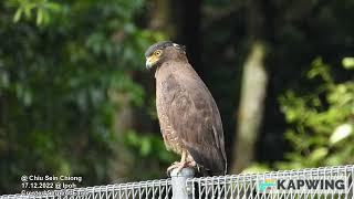 Crested Serpent-Eagle @ Chiu S C 8639