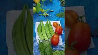 Harvesting from our GARDEN with Natural Alternative Inc.