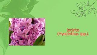  Jacinto (Hyacinthus spp.). 