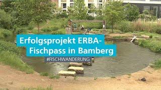 Erfolgsprojekt der Fischwanderung: ERBA-Fischpass Bamberg