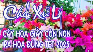 Cách xử lý cây hoa giấy non ra hoa chơi tết 2025