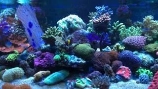 Aquaasan-corals