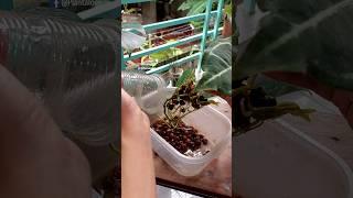 Repotting Indoor Plants - Anthurium