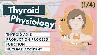 Thyroid Hormone Synthesis | Visual Explanation