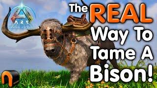 Ark How To Tame A BISON & Abilities!