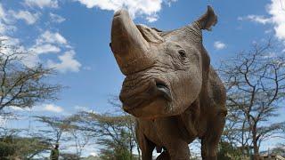 Sudan, the world's last male northern white rhino, dies