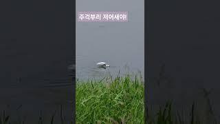 주걱부리 저어새야!
