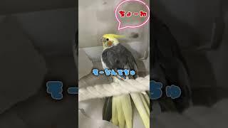 く〜たんのことだけずっと見ててネ️                                           #オカメインコ #cockatiels