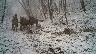 Tre lupi attaccano un cinghiale.