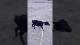 Black sheep Fart  #shortsfeed #shortsyoutube #shorts #shortvideo #sheep #hunza