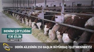 Büyükbaş Hayvan İşletmesindeyiz - BENİM ÇİFTLİĞİM