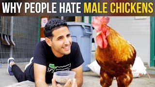 Why People Hate Male Chickens