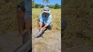 Top hand fishing! a fisherman catch fish at field by hand skills  #shots #topfishing