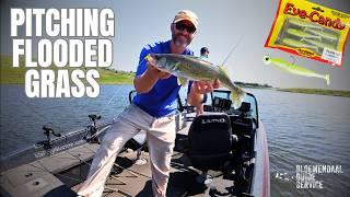 Crazy SHALLOW Summer WALLEYE Bite - Fishing with a Subscriber